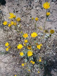 Close-up of yellow flowers
