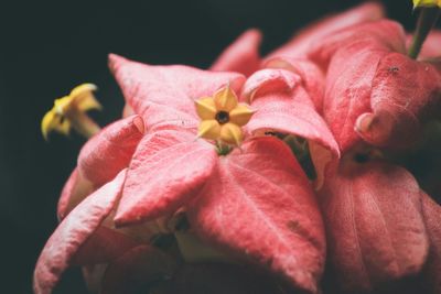 Close-up of pink flowers