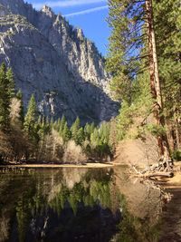 Scenic view of lake by trees in forest