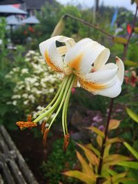 Close-up of white flowers