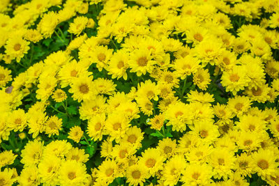 Close-up of yellow flowers blooming in field