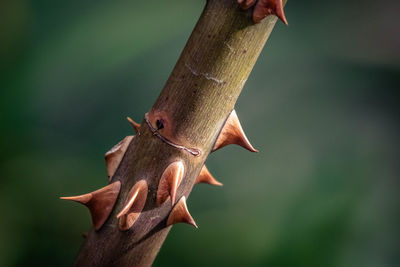 Close-up of a lizard on tree