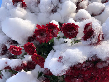 Close-up of frozen plant