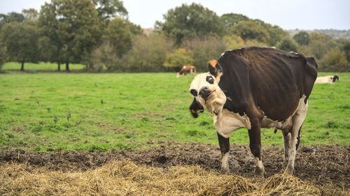 Cows in a field