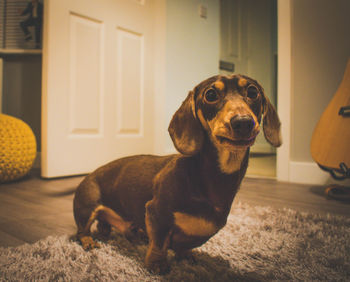 Close-up of dog at home