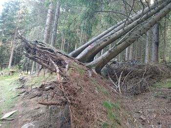 Trees in forest