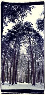 Low angle view of trees against sky