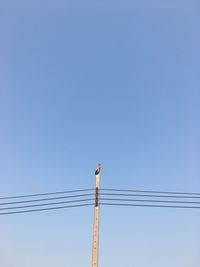 Low angle view of bird perching on cable against clear sky