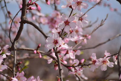 Almond trees in full bloom in a garden in srinagar kashmir.