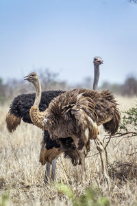 Ostriches in forest