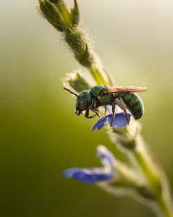 Close-up of insect on purple flower