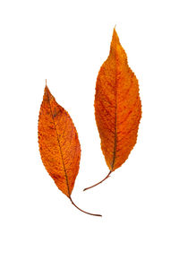 Close-up of dry maple leaf against white background