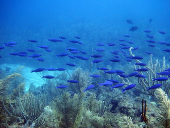 Fishes swimming in sea