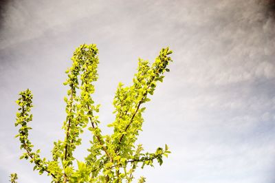 Low angle view of trees against sky