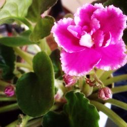 Close-up of flowers blooming outdoors