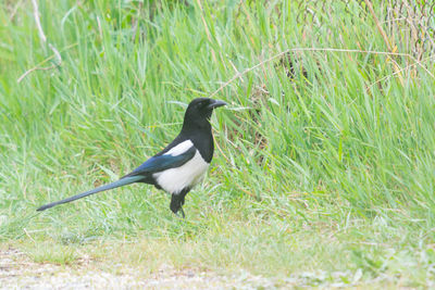 Side view of bird on land