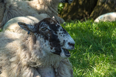 Four week old lambs and sheep low angle view portrait in green grass field