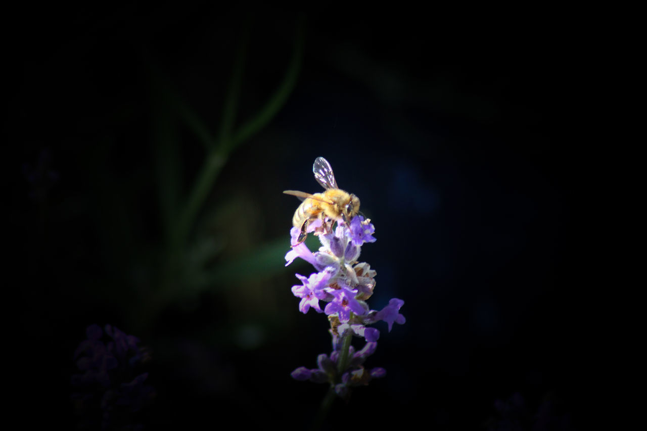 CLOSE-UP OF PURPLE FLOWERING PLANT IN BLACK BACKGROUND