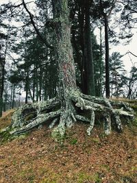 Trees growing on field in forest