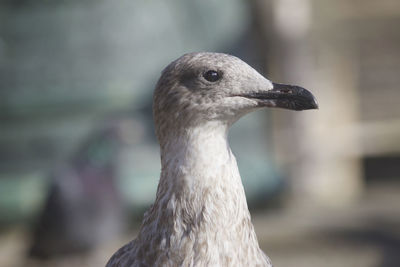 Close-up of bird