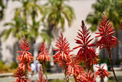 Close-up of red flowering plants