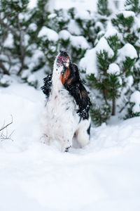 Dog on snow covered field