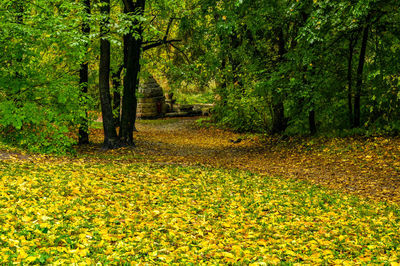 Scenic view of footpath amidst trees in forest