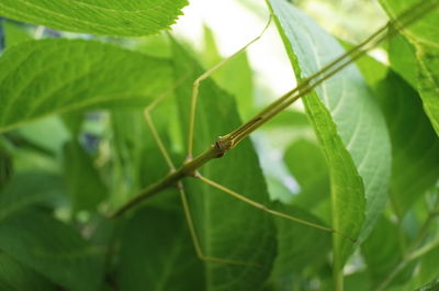 Close-up of insect on leaf