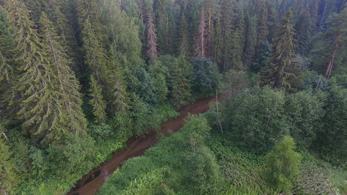 High angle view of trees in forest