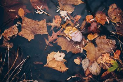 High angle view of dry maple leaves on field