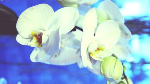 Close-up of flower against blurred background