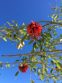 Low angle view of flowering plant against blue sky