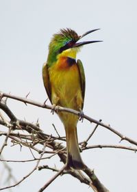 Low angle view of bird perching on branch