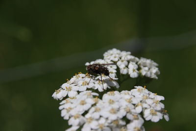 Close-up of insect on white flower