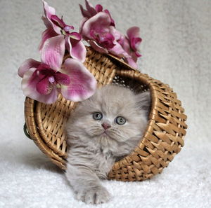 Close-up of kitten in basket