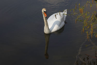 High angle view of swan floating on lake