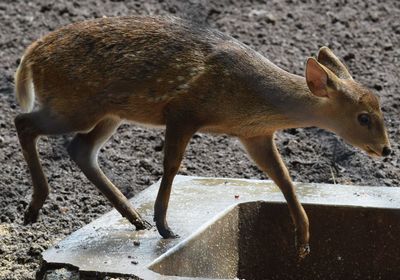 Deer on trough