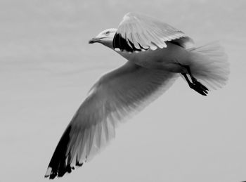 Low angle view of seagull flying