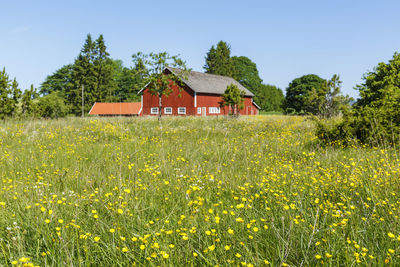 Flowering buttercups flowwers on a meadow with a farm in the background