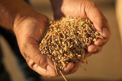 Close-up of hand holding crops in hand