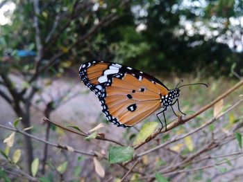 Close-up of butterfly on leaf