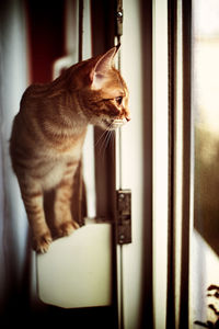 Cat sitting on window sill