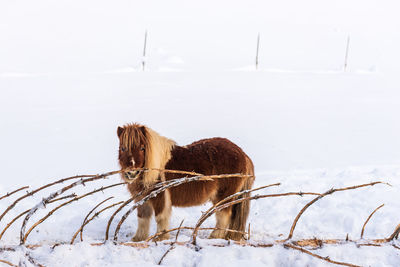 A pony standing on the snow next to a bitten coniferous tree. in the background the paddock fence.