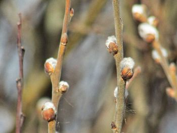 Close-up of flower buds on twig