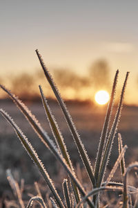 Close-up of stalks in field against sky during sunset