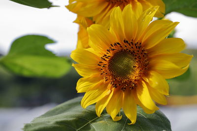 Close-up of yellow sunflower