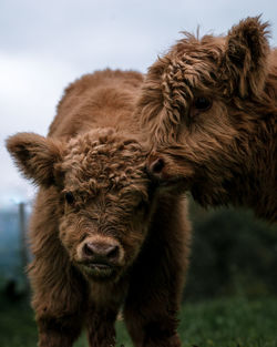 Portrait of highland cattle against sky