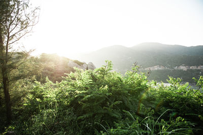 Plants growing on land against clear sky