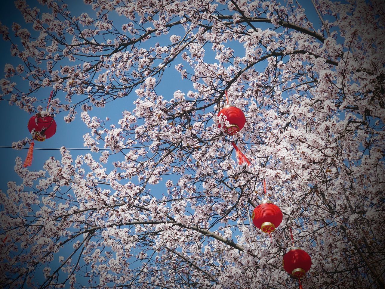 LOW ANGLE VIEW OF CHERRY BLOSSOMS ON TREE AGAINST SKY