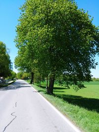 Road amidst trees on field against clear sky